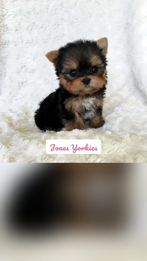 Jones Yorkies